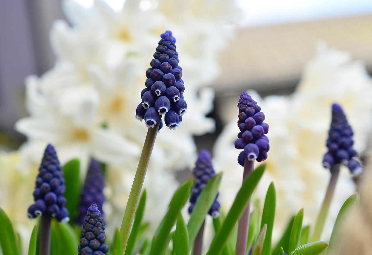 grape-hyacinth-1347970_1280.jpg