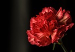 dianthus, red, flower