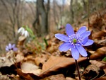 flower, liverwort, daisy