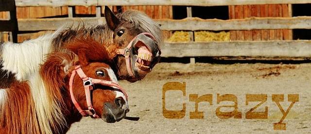 Free horses to play fun illustration