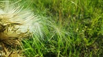 thistle, bull thistle, pappus
