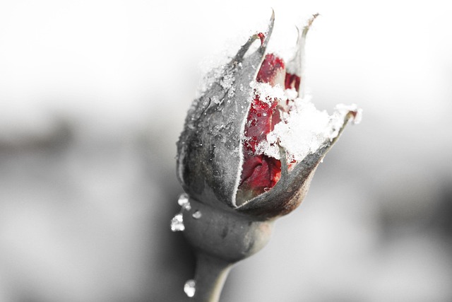 Free Winter Snow photo and picture