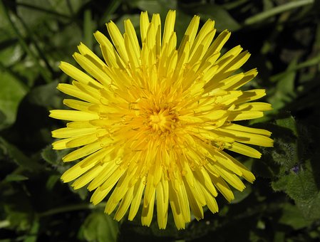 Free Wild Flower Yellow Flowers photo and picture