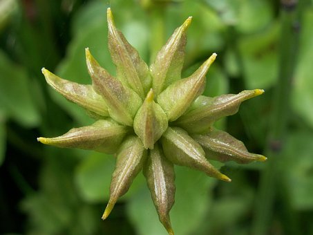 Free Ovule Marsh Marigold photo and picture
