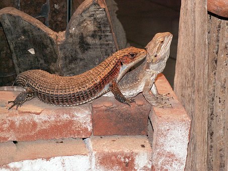 Free Lizards Reptiles photo and picture