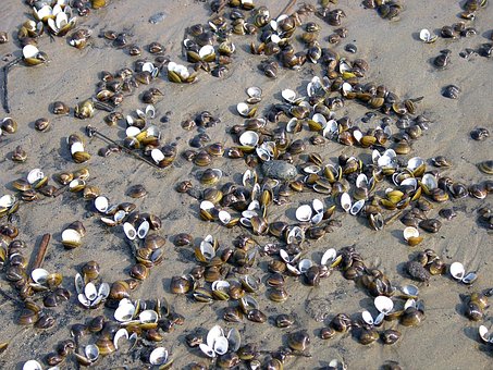 Free Shells River photo and picture