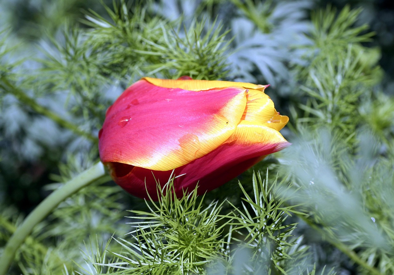 1349178 Tulipa Pétalas Flor - Foto gratuita no Pixabay - Pixabay