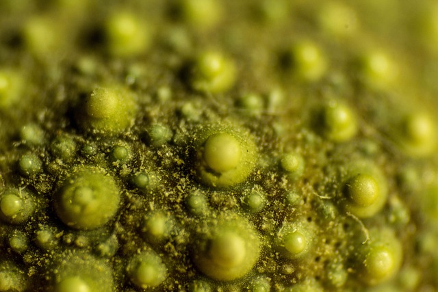 Makro, Detaljer, Natur, Søpindsvin, Grøn