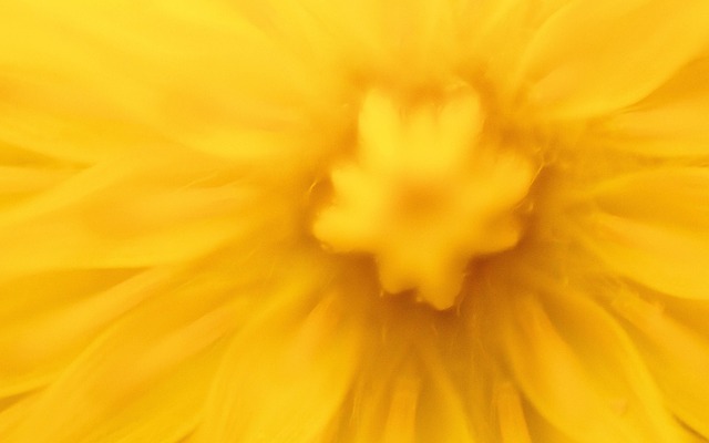 Mælkebøtte, Leon Tand, Natur, Blomst