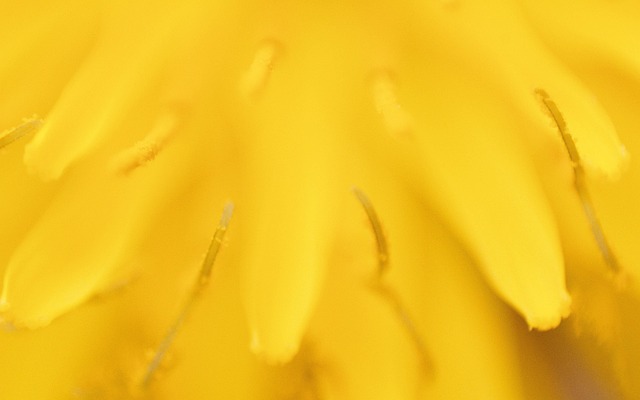 Mælkebøtte, Leon Tand, Natur, Blomst
