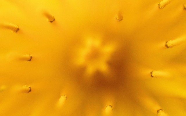 Mælkebøtte, Leon Tand, Natur, Blomst