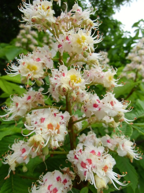 Free Buckeye Tree photo and picture