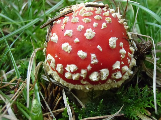 Free Toadstool Mushrooms photo and picture