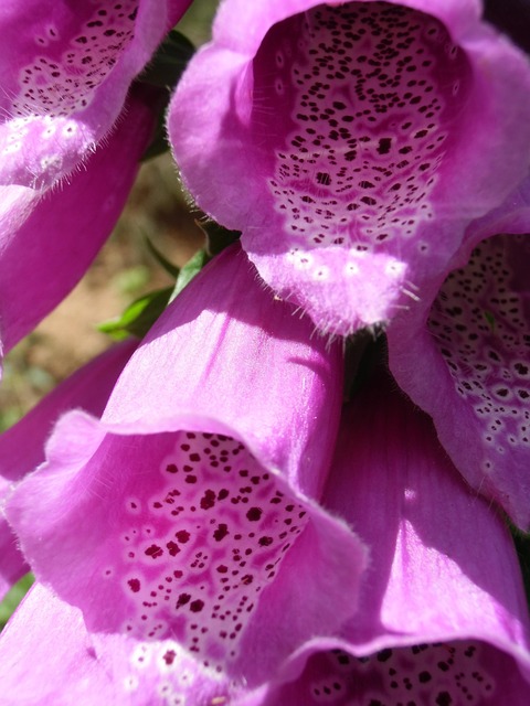 Free Common Foxglove Poisonous photo and picture
