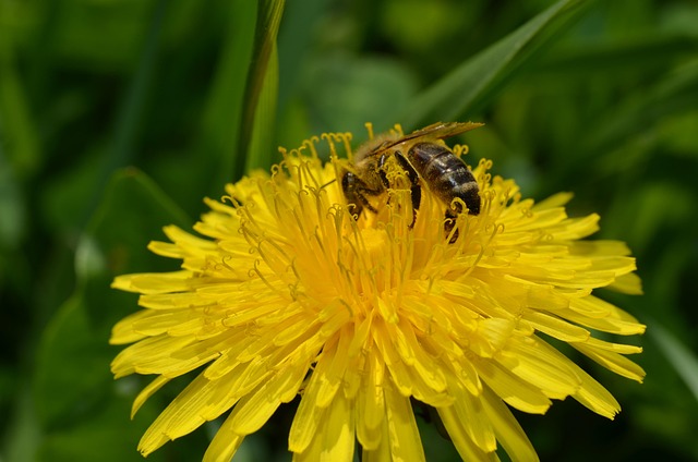 Free Bee Dandelion photo and picture