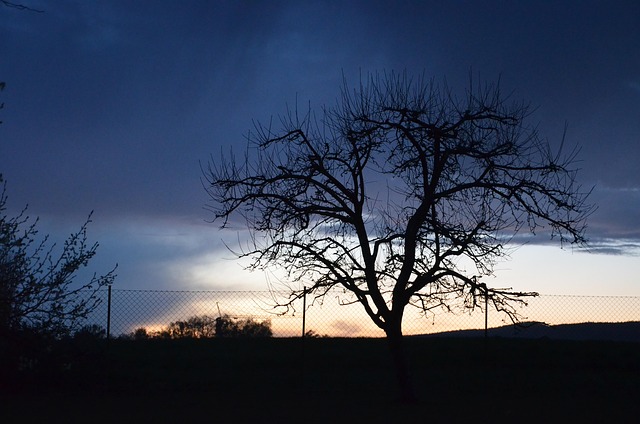 Free Tree Dark photo and picture