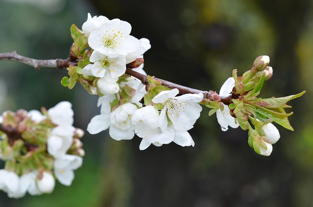 Free Bloom Cherries photo and picture