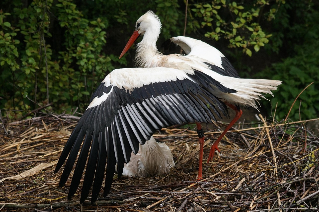 Stork - free online jigsaw puzzle photo