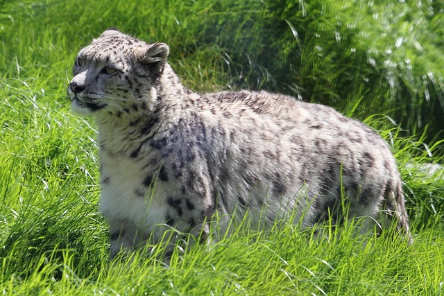 Free Snow Leopard Wild Animal photo and picture