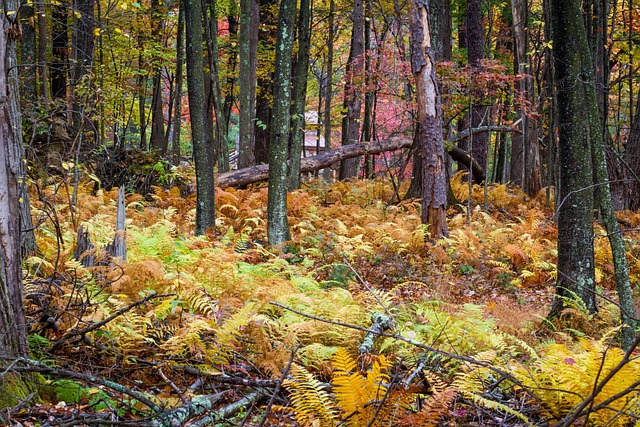 Free Woods Fall Foliage photo and picture