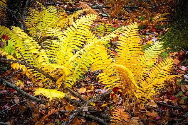 Free Ferns Fall photo and picture