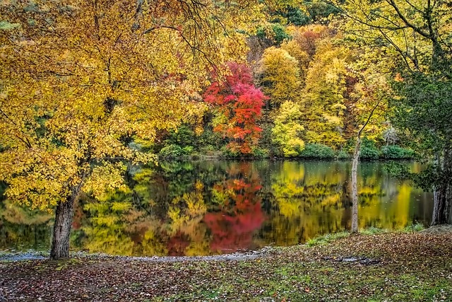 Free Trees Water photo and picture