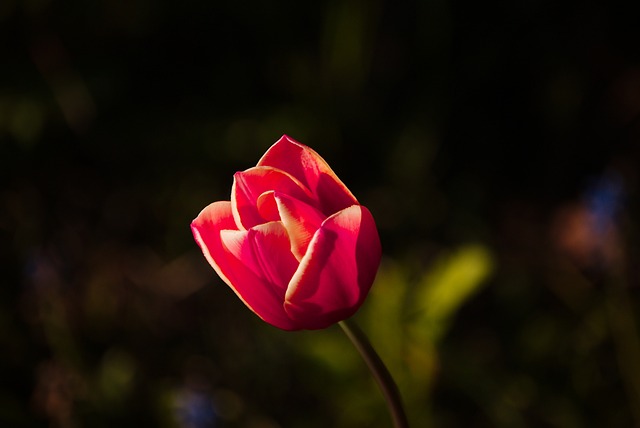 Free Tulip Spring photo and picture