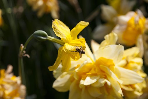 Free Insects Flower Background photo and picture