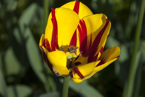 Free Insects Flower photo and picture