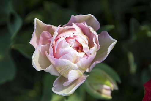 Free Pink Flower photo and picture