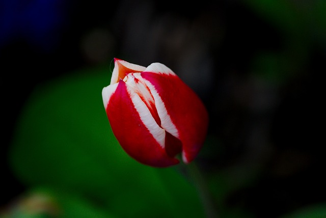 Free Tulip Spring photo and picture