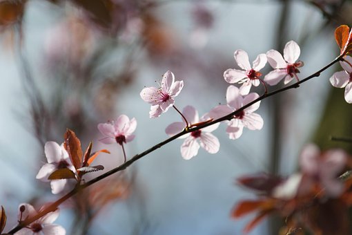 Free Pink Purple photo and picture