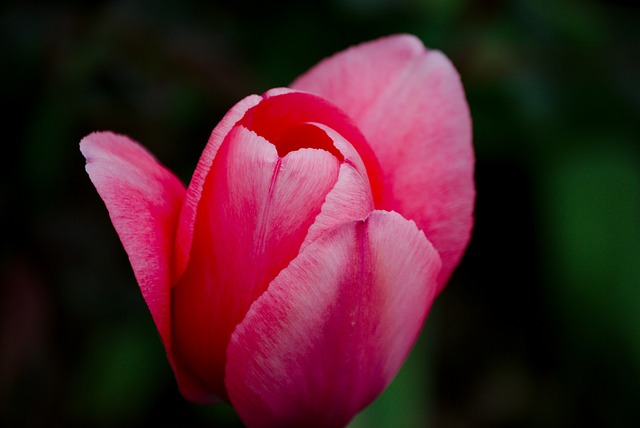 Free Bunch Of Flowers Flower Background photo and picture