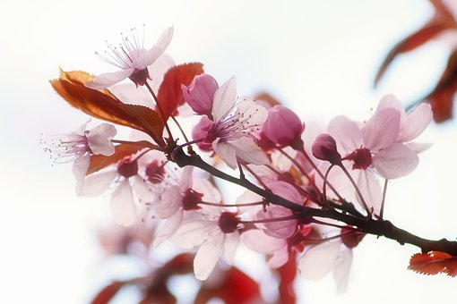 Free Flower Blossoming photo and picture