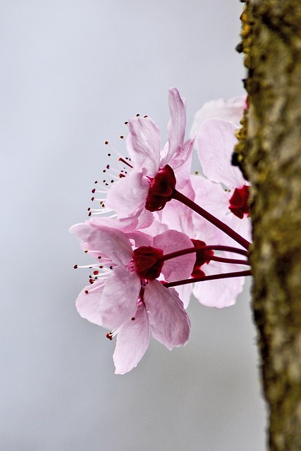 Free Blossom Spring photo and picture