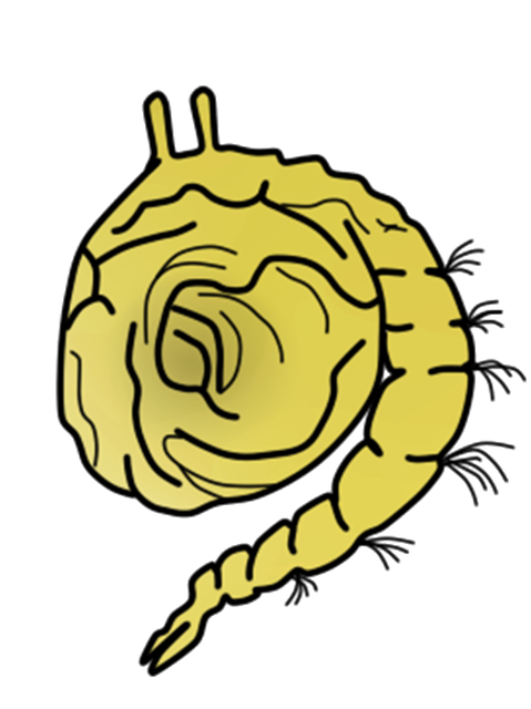 Free Pulp Aedes Aegypti illustration and picture