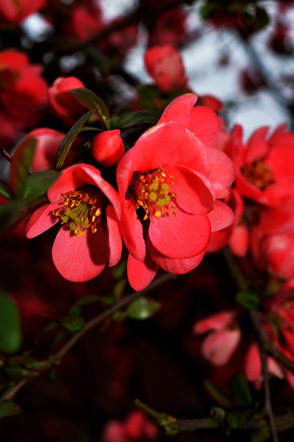 Free Bloom Color photo and picture
