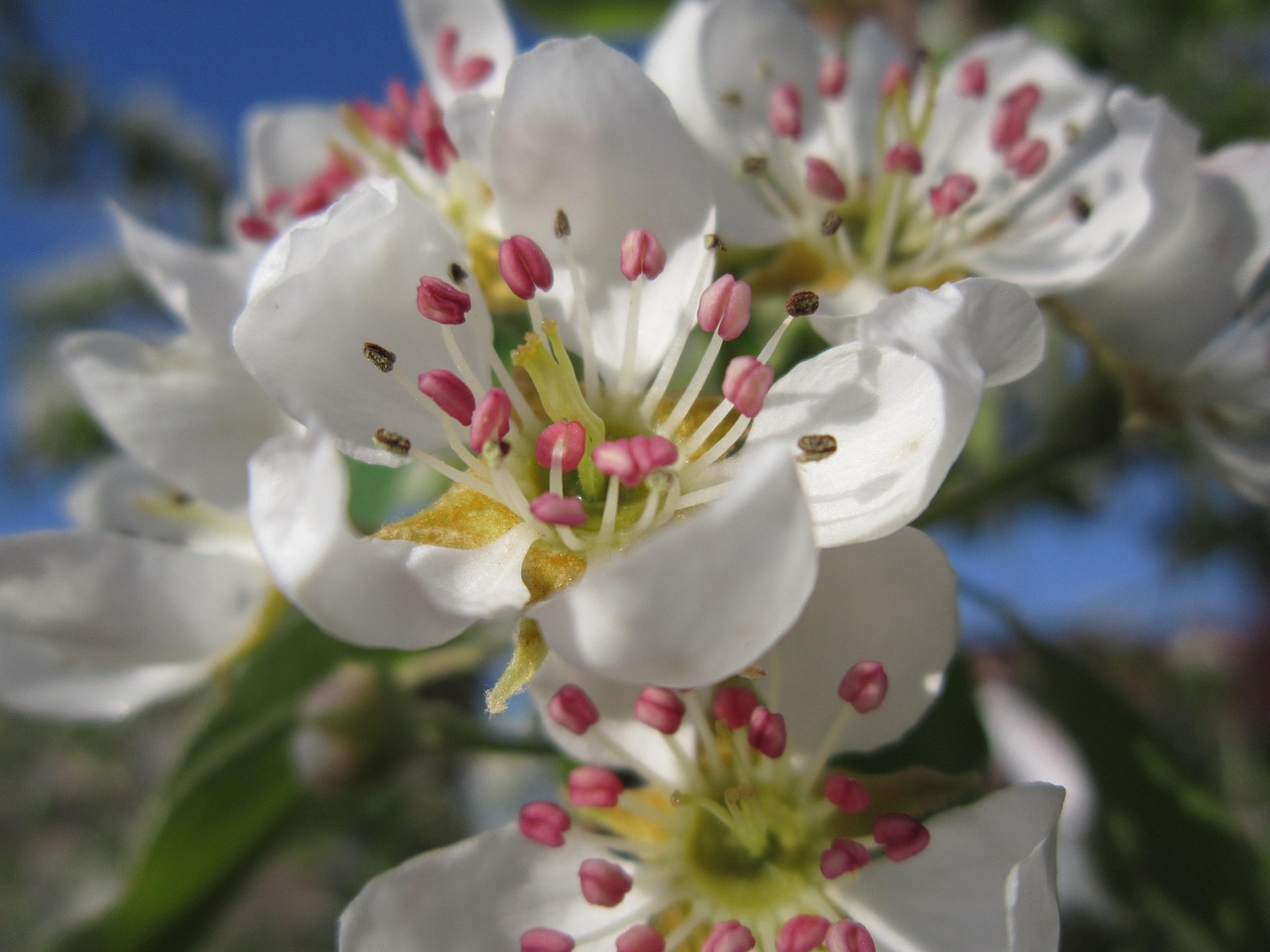 Pear Blossom - Free photo on Pixabay - Pixabay