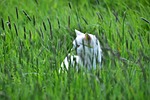 cat, grass, green