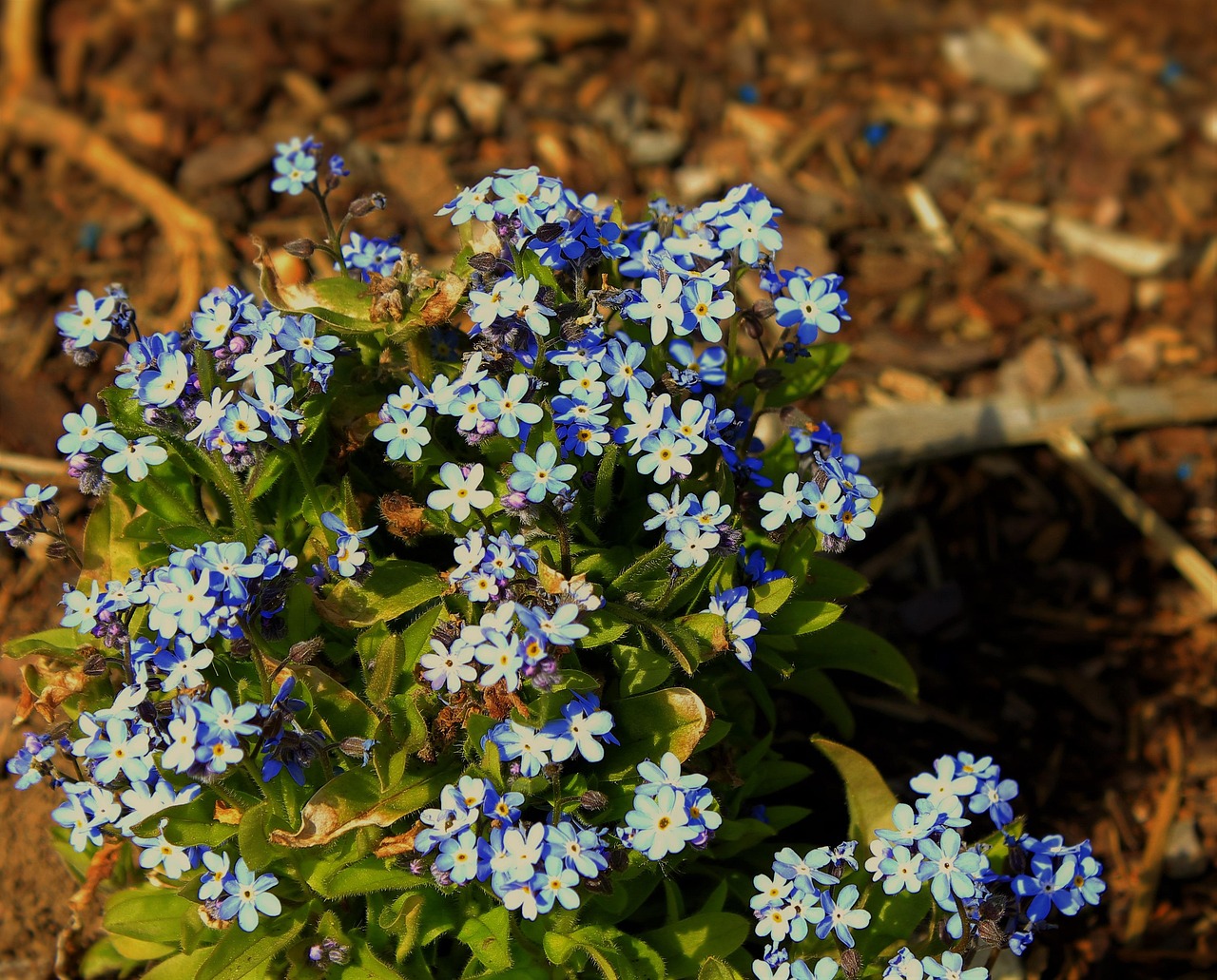 Spring Flower Blue Forget Me Not - Free photo on Pixabay