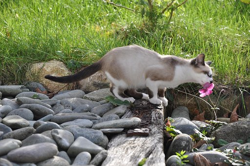 超过100 张关于 日本猫 和 猫 的免费图片 超过100 张关于 日本猫 和 猫 的免费图片