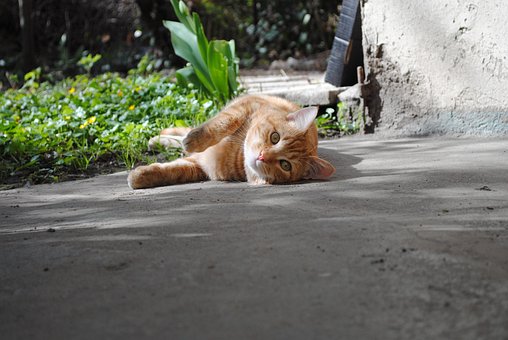 春天, 猫, 宿醉, 花园, 动物, 家猫, 家畜, 草, 草地, 自然