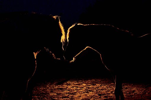 Free Night Nature photo and picture