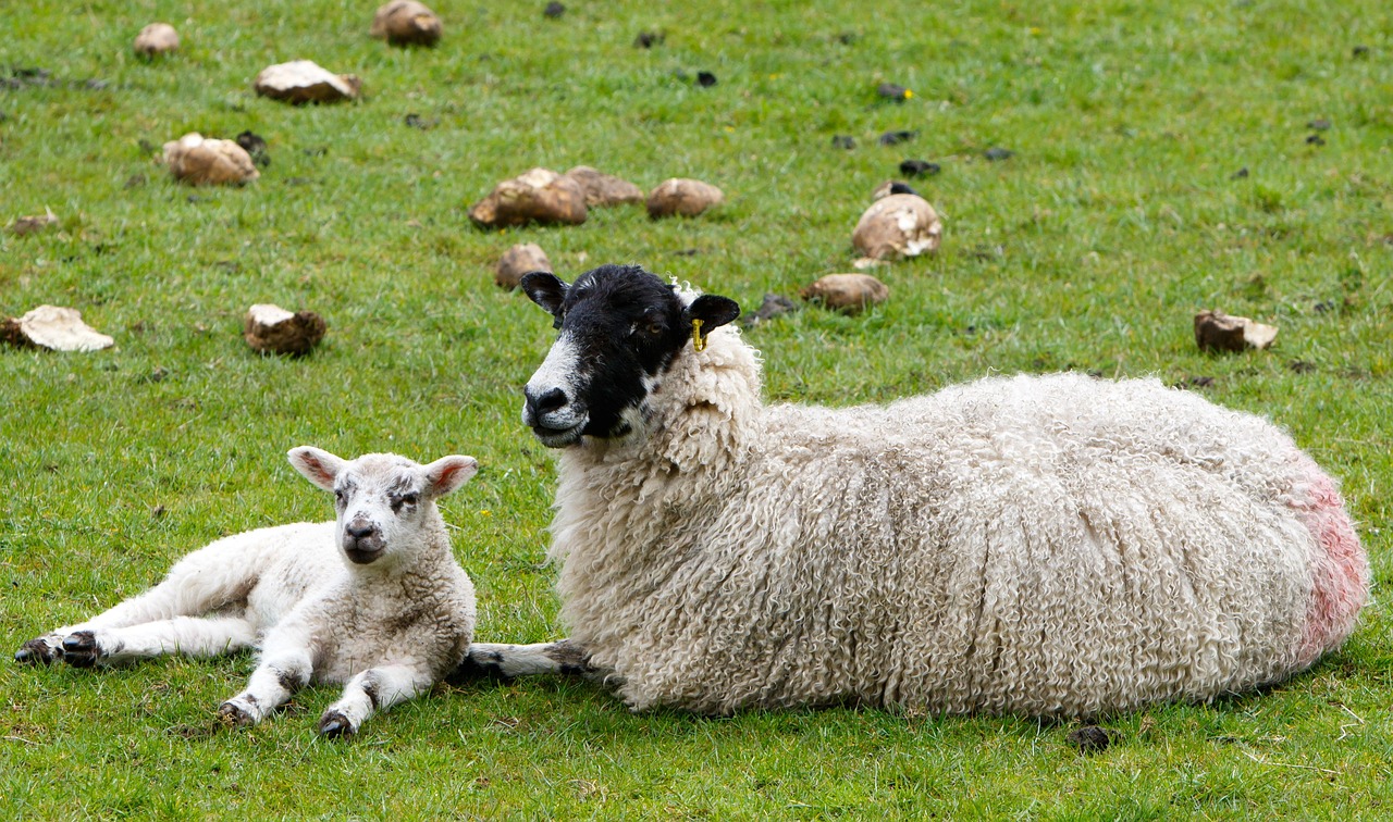 100 Free Ewe Sheep Photos Pixabay 100 Free Ewe Sheep Photos Pixabay