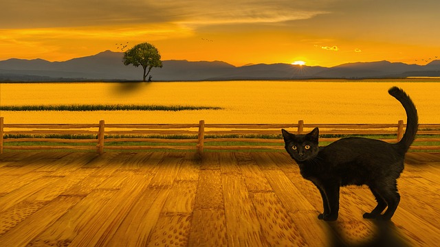 Free cat landscape sunset illustration