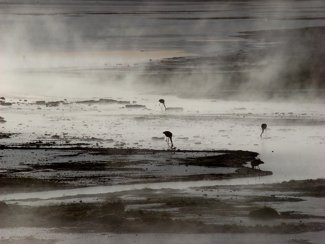 Free Laguna Flamingos photo and picture