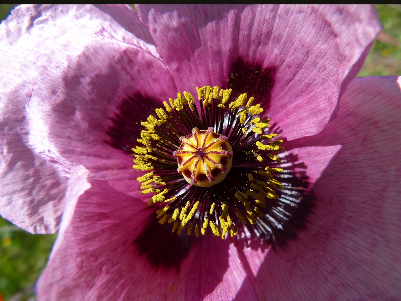Papaver Somniferum Kies Mohn Kostenloses Foto auf Pixabay Pixabay