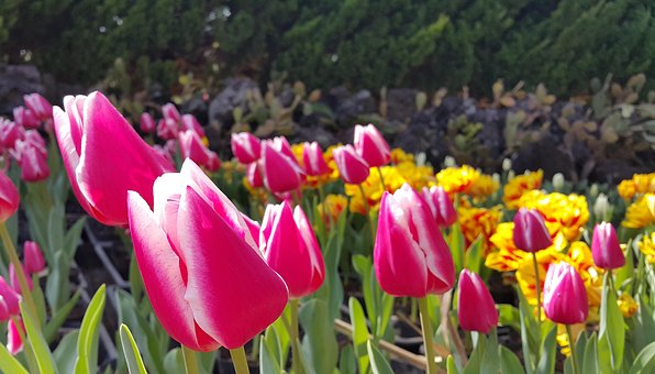 Free Tulip Flower photo and picture