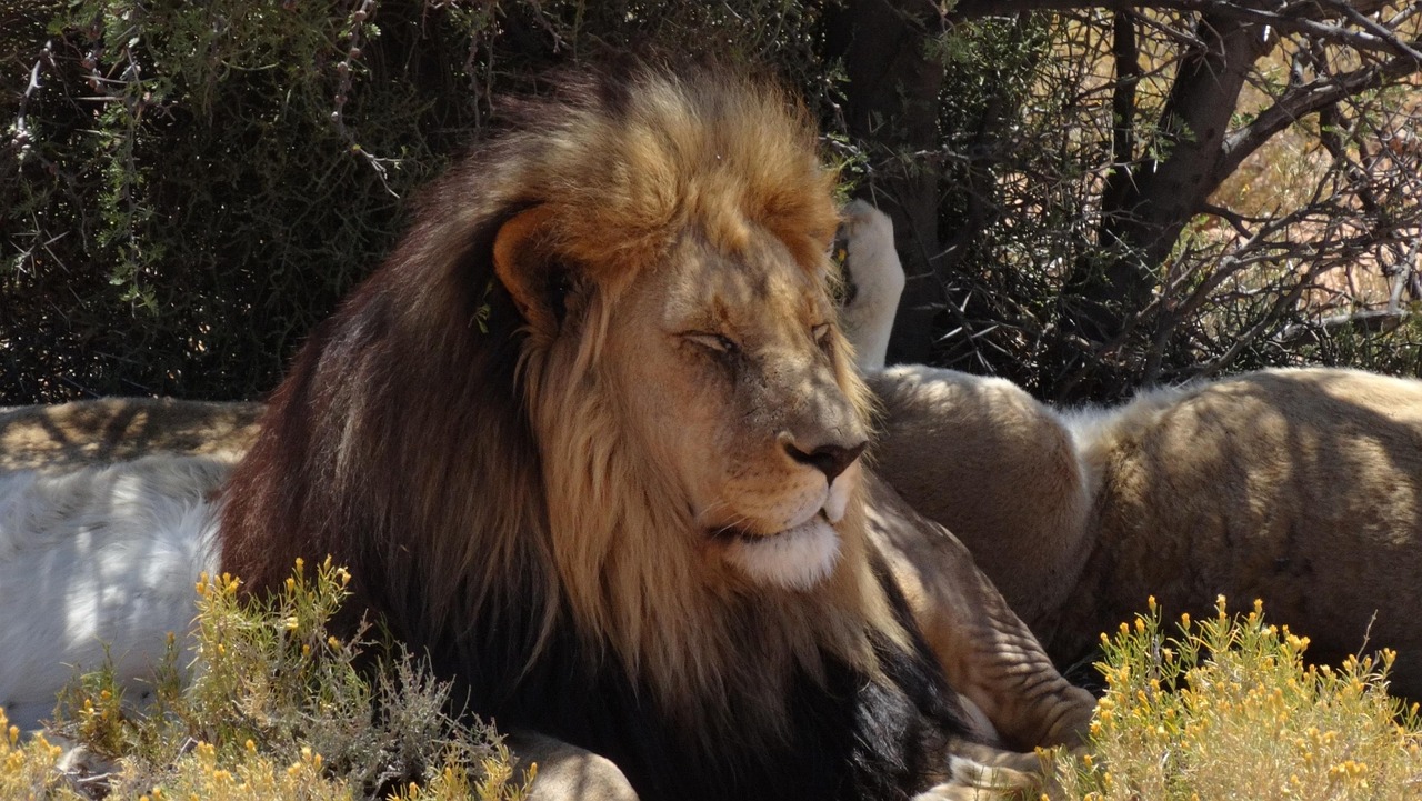 Lion Safari Inverdoorn South - Free photo on Pixabay - Pixabay