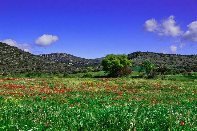 Landschaft, Wildes Feld, Mohn